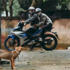 Tại sao YAMAHA EX 135 được gán mác 'Xe trộm chó'?