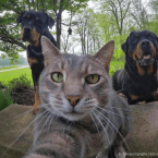 Không thể ngầu hơn với những bức ảnh selfie của đại ca mèo này