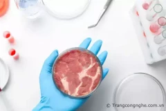 Thịt nhân tạo là gì ? Giá thành có đắt không ? Mua ở đâu ?