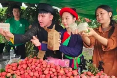 Hơn 40 KOL livestream trên Tiktok bán hết 23 tấn vải thiều thu về hơn 1 tỷ