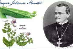 Sự thật về thuyết tiến hóa: Lý thuyết di truyền của Mendel bác bỏ học thuyết Darwin