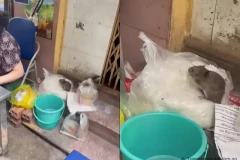 Video con chuột chễm chệ trên túi bún ở Hà Nội được lan truyền chóng mặt