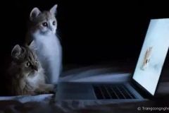 Xem trang web "người lớn" bị dính virus? Câu trả lời về tính năng bảo mật sẽ khiến bạn bất ngờ!