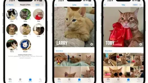 Ứng dụng Photos trên iOS 17 nhận diện được vật nuôi của bạn trong album ảnh