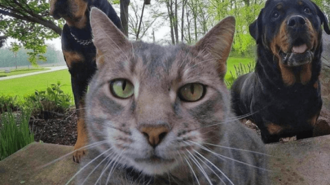 Không thể ngầu hơn với những bức ảnh selfie của đại ca mèo này