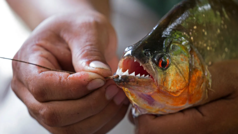Cá Piranha hay cá ăn thịt người có thực sự hung dữ như danh tiếng?